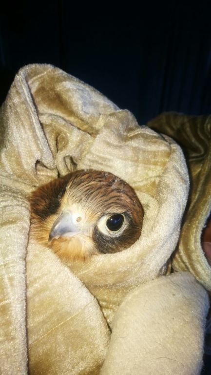 injured rock kestrel